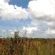 A sawgrass marsh in southern Everglades National Park. (All photos by Maddie Stone)